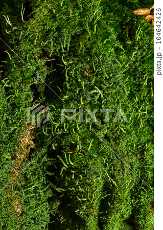 green moss background texture beautiful in nature green moss background texture beautiful in nature 104642426