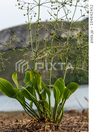 flowers of European water plantain, Alisma plantago aquatica flowers of European water plantain, Alisma plantago aquatica 104642452