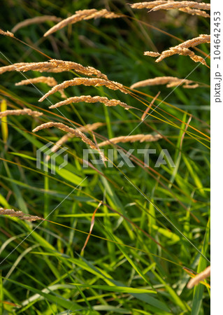 Anthoxanthum odoratum golden spikelets in a summer field August 104642453