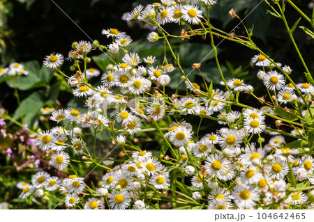 erigeron annuus in summer , annual fleabane , daisy fleabane erigeron annuus in summer , annual fleabane , daisy fleabane 104642465