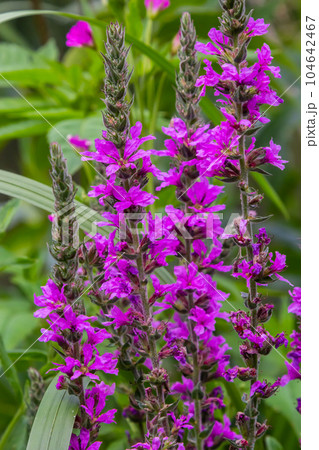 Lythrum salicaria pink flowers, purple loosestrife, spiked loosestrife, purple lythrum on green meadow 104642467