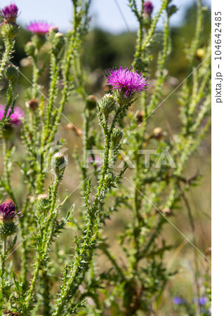 Blessed milk thistle flowers in field, close up. Silybum marianum herbal remedy, Saint Mary's Thistle, Marian Scotch thistle, Mary Thistle 104642485