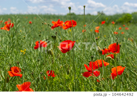 Common names for Papaver rhoeas include corn poppy, corn rose, field, Flanders, red or common poppy 104642492