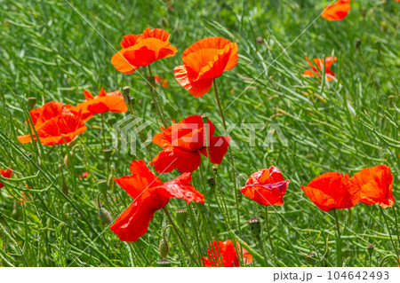 Common names for Papaver rhoeas include corn poppy, corn rose, field, Flanders, red or common poppy 104642493