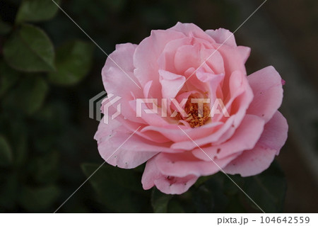 荒尾市　おもやい市民花壇　バラの花、 104642559