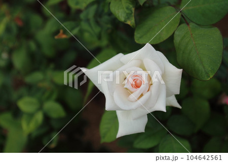 荒尾市　おもやい市民花壇　バラの花、 104642561