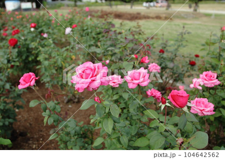 荒尾市 おもやい市民花壇 バラの花、 荒尾市 おもやい市民花壇 バラの花、 104642562
