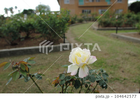 荒尾市 おもやい市民花壇 バラの花、 荒尾市 おもやい市民花壇 バラの花、 104642577