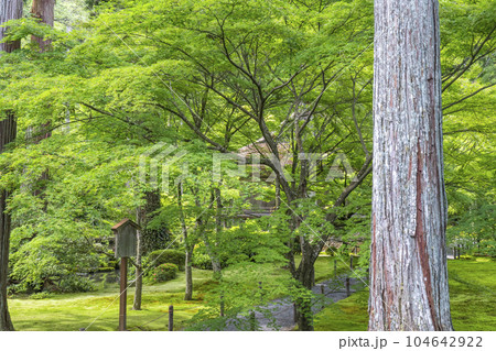 京都大原　三千院　美しい苔庭と往生極楽院 104642922