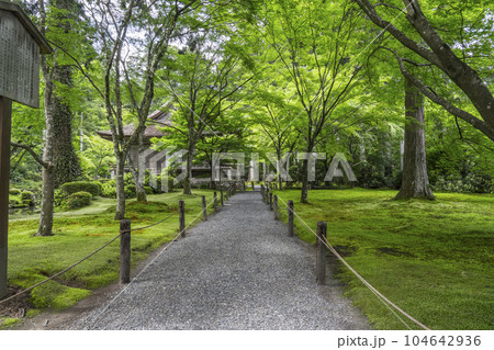 京都大原　三千院　美しい苔庭と往生極楽院 104642936