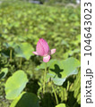 蓮の花の蕾 104643023