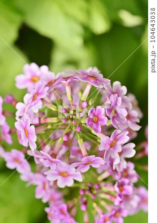 花茎を中心に円状に花を咲かせるクリンソウ 104643038