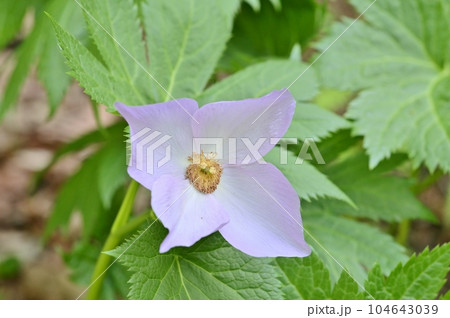 シラネアオイの薄紫色の花 104643039