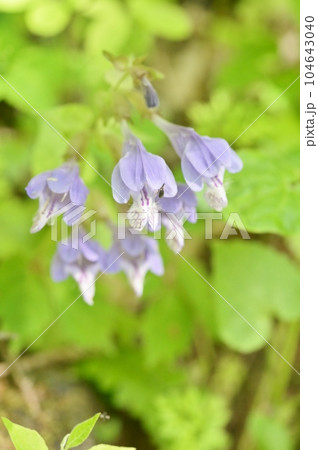 ラショウモンカズラ 104643040