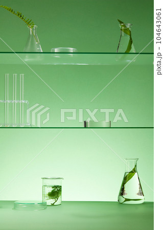 Glass shelves put experimental equipment and natural leaves for research. Fern leaves, seaweed and spirulina. Blank space on transparent podium for product presentation Glass shelves put experimental equipment and natural leaves for research. Fern leaves, seaweed and spirulina. Blank space on transparent podium for product presentation 104643061