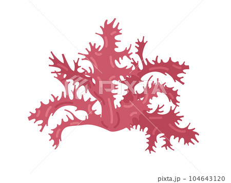 海藻の赤トサカのイラスト 海藻の赤トサカのイラスト 104643120