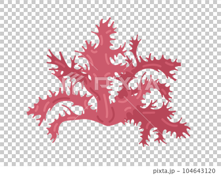 海藻の赤トサカのイラスト 海藻の赤トサカのイラスト 104643120