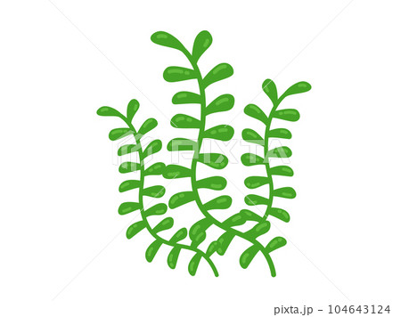 海藻のイラスト 104643124