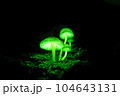 地面を照らすシイノトモシビダケ 104643131