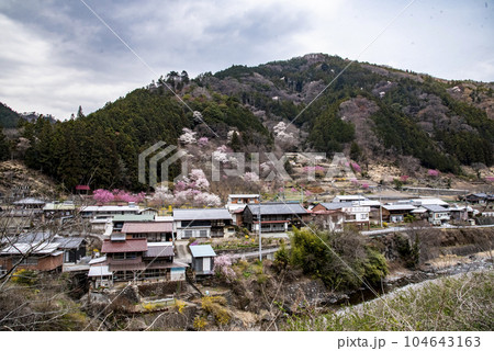 山村の桜1 山村の桜1 104643163