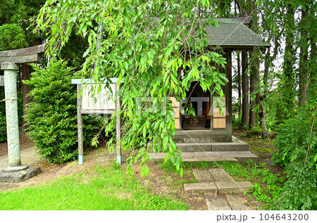 新潟県上越市五智に鎮座する越後国一宮の居多神社 104643200