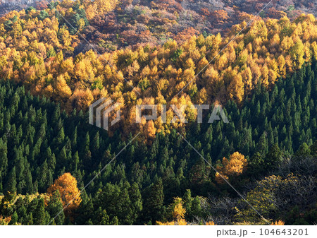 黄色に紅葉したカラ松と緑の杉林がVの字のコントラストになって印象的で綺麗だ。 104643201
