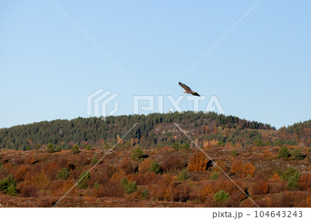 White-tailed eagle flies under blue sky on a sunny day in Norway 104643243