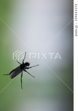 Black fly is on a window glass over blurred green background Black fly is on a window glass over blurred green background 104643254
