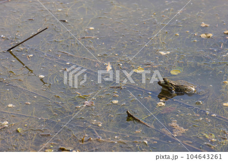 The common toad or European toad is in a pond 104643261