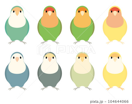 コザクラインコ　セット 104644066