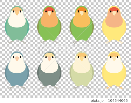 コザクラインコ　セット 104644066