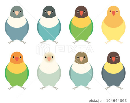 ボタンインコ　セット 104644068