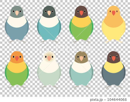 ボタンインコ　セット 104644068