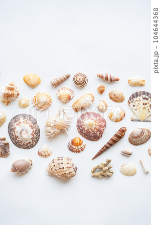 Seashells aesthetic background. Sea shells summer collection. 104644368