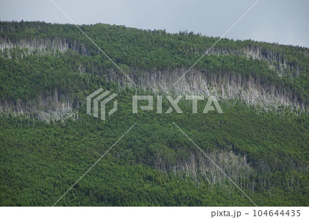 前掛山の縞枯現象 北八ヶ岳 前掛山の縞枯現象 北八ヶ岳 104644435