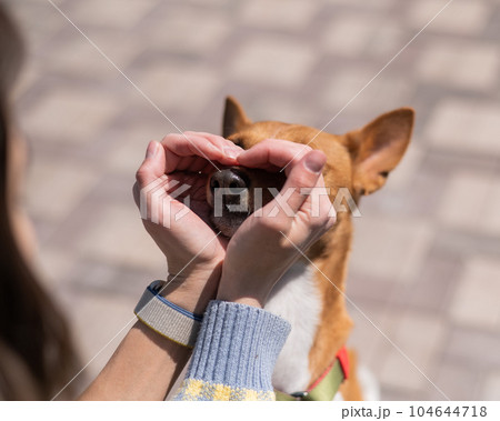 A woman makes a heart of her palms on her dog's face. A non-barking African Basenji dog. 104644718