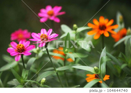ジニア  紅とオレンジ色の花 104644740