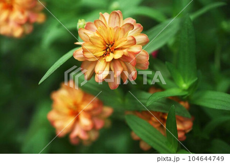 ジニア  オレンジ色で八重咲きの花 104644749