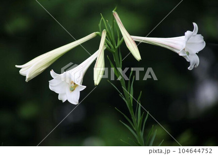 咲き始めたタカサゴユリの花 咲き始めたタカサゴユリの花 104644752