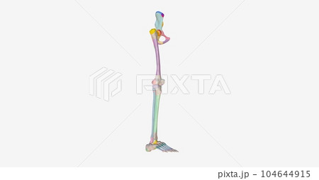 The Lower Limb Bony Landmarks 104644915