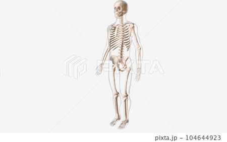 The skeletal system is the framework of the body. The skeletal system is the framework of the body. 104644923