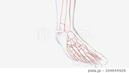 Vascular system in my human foot 104644926