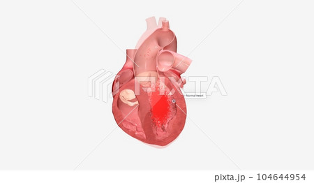 Your heart is a muscular organ that is responsible for pumping b 104644954