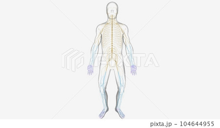 Guillain Barre syndrome is a rare disorder in which your body's 104644955
