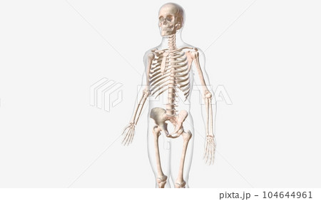 The skeletal system is the framework of the body. The skeletal system is the framework of the body. 104644961