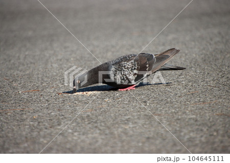 野鳩 野鳩 104645111
