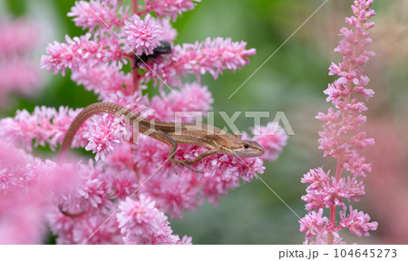 ピンク色の花とトカゲ 104645273