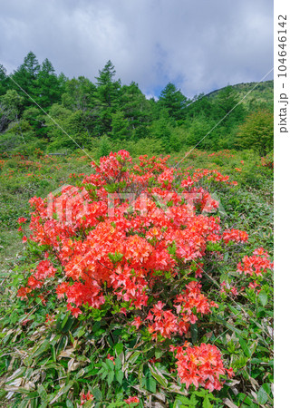 湯ノ丸高原のレンゲツツジ 104646142