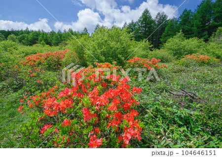 湯ノ丸高原のレンゲツツジ 104646151