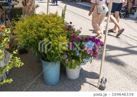 230704宮川朝市z001 104646339